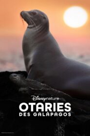 Otaries des Galápagos