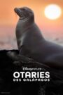 Otaries des Galápagos
